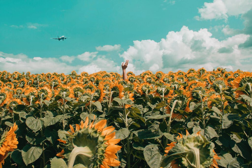 people rising his hand in the middle of sunflower field
